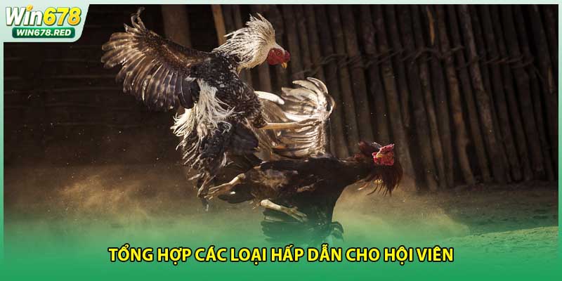 Tổng hợp các loại hấp dẫn cho hội viên